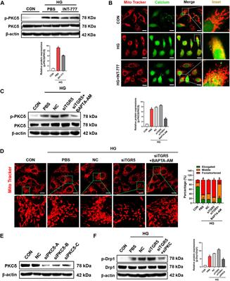 <mark class="highlighted">TGR5</mark> Activation Ameliorates Mitochondrial Homeostasis via Regulating the PKCδ/Drp1-HK2 Signaling in Diabetic Retinopathy
